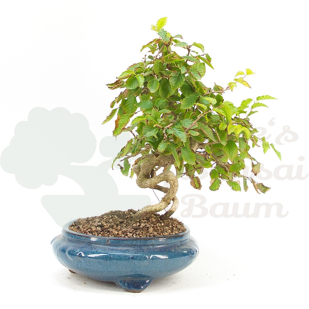 Koreanische Hainbuche ‚Carpinus turczaninowi‘